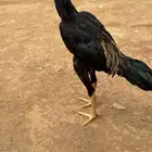 ديك باكستاني