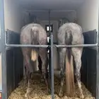 عربة لنقل الخيل راسين الطايف وضواحيها