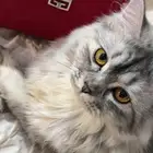 قطة شيرازية للتبني..