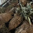 نخل للبيع القريات طبرجل