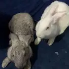 ارانب للبيع ومعاهم قفص