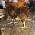 ديوك بلدي