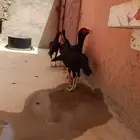 ديوك للبيع