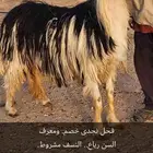 فحل نحد خصم. معرف. رباع. مشروط النسف. والصحة