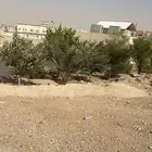 نخل مثمر و أشجار متنوعه