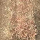 برسيم وتبن وزره ورودس لفات