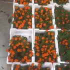 تنسيق حدائق