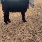 تيس مشروع فحل