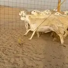 غنم حريات رخال