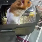 حيوان هامستر