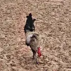 ديك بلدي