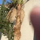 تكريب وتقليم الأشجار والنخيل