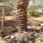 تكريب الماشنطن ونخل العربي
