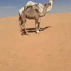 للبيع خلفه وضحا ام ثالث رمانيه طيبه للبيع الناقه لحالها