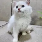 ذكر مكس هملايا اورانج و شيرازي بيضاء