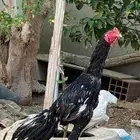 دجاج سندي بيور