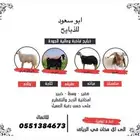 ذبايح البيع نعيمي حري تيوس سواكن