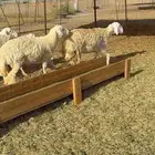 غنم حريات جنب رخال طيبه حرش