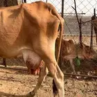 بقرة للبيع مع ابنها