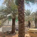 نخل عربي وواشنطنيا وأشجار الزينه