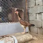 دجاجه شامو ياباني للبيع