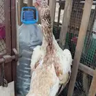 سلام عليكم عرض لكم دجاجة ياباني عمر تقريبا سنه الصحه مضبوط