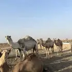 ذبائح نعيم وحرى وقعدان
