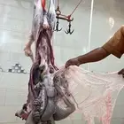 ذبايح للبيع