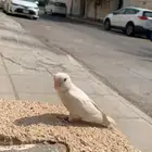 روز البينو اليف