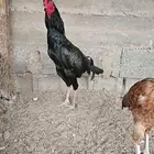 دجاج باكستاني