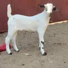 مشروع بيشي فاخر