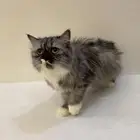 قطه انثى مع اغراضها للتبني