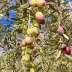 زيت زيتون الجوف اول عصرة