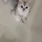 سكوتش استريت أنثى ابيض شانشيلا