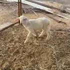 طليان صغار ترضع