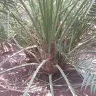 يتوفر لدينا نخل صقعي مجدول عجوه صفواي عنبر خلاص سكري
