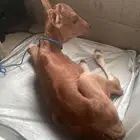 حسيله العمر شهر عليها ب 1600 الرجاء عدم بخس السلعه