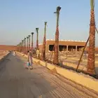 نخل واشنطني للبيع
