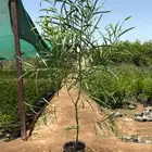 مشتل حسن قرني للزراعة با الجملة