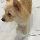 كلب يوركي و شواوا للتبني