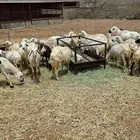 رخال مهجنة حري مع رفيدي عدد (28) مع (2) خرفان حريات