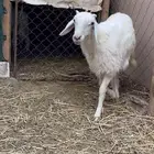 للبيع ضان