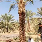 نخل يوجد لدينا نخل جميع انواع المقاسات