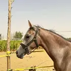 مهر شعبي للبيع . الموقع ناوان شرق المضيلف