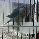 كويكر يتكلم وينادي باسامي اهل البيت ويضحك