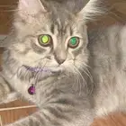 قطط