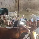 تيوس للبيع