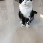 قطه