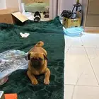 جراء بيكنيز للبيع