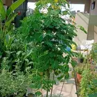 منسق حدائق وتركيب جميع شبكات الري العادي والاتمتك